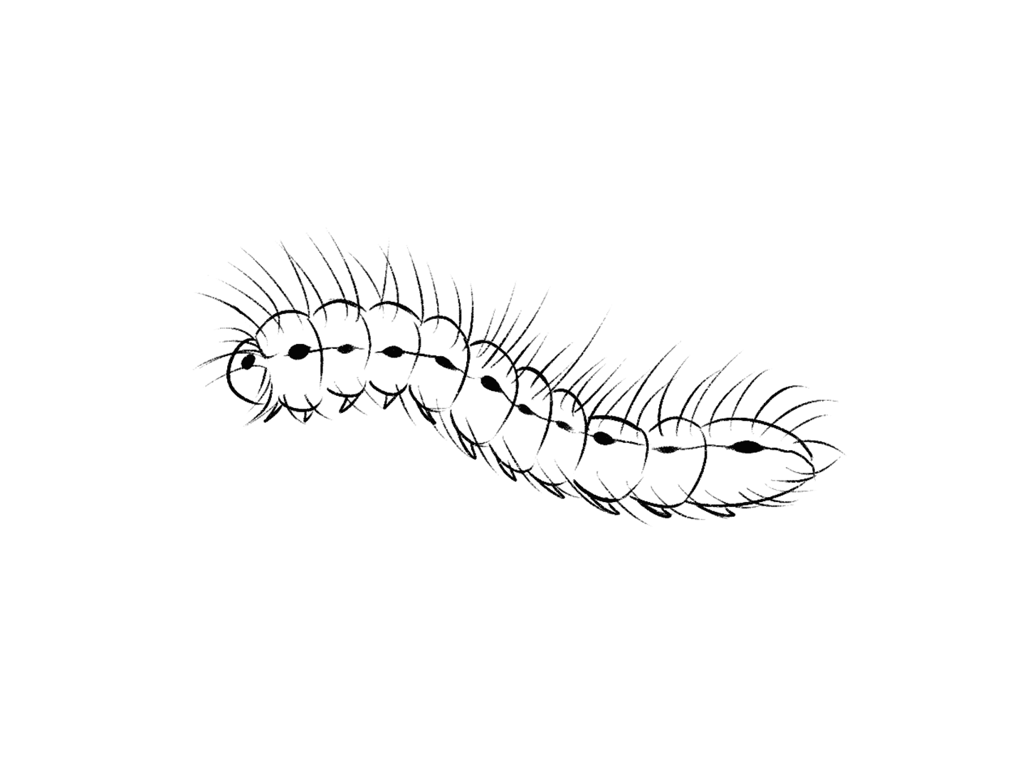 Chenille-processionaires